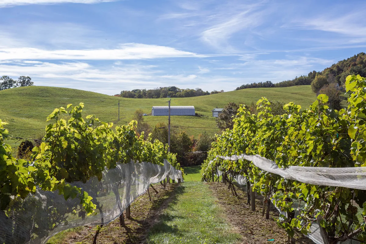 This image captures rows of grapevines stretching across rolling hills with a rustic barn in the background. The scene is bathed in warm light, evoking the experience of meandering through a vineyard during golden hour. The inviting landscape suggests opportunities for wine tastings, vineyard strolls, and relaxing moments in the heart of wine country.
